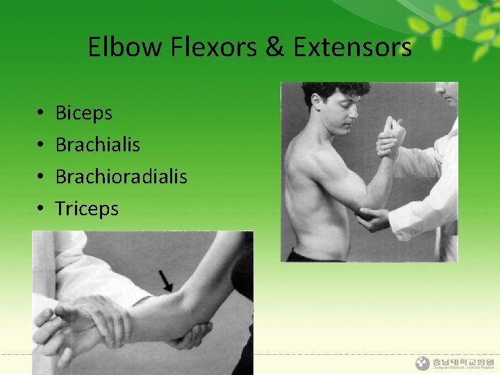 Elbow Flexors & Extensors • • Biceps Brachialis Brachioradialis Triceps 