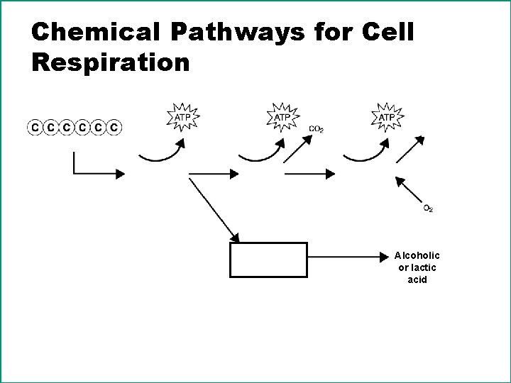 Chemical Pathways for Cell Respiration Alcoholic or lactic acid 