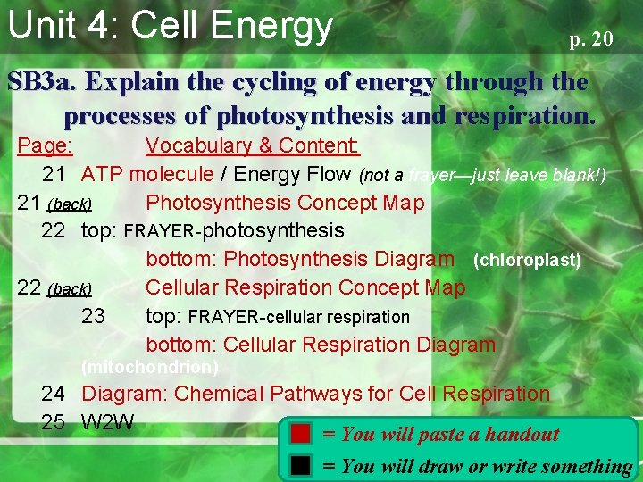 Unit 4: Cell Energy p. 20 SB 3 a. Explain the cycling of energy