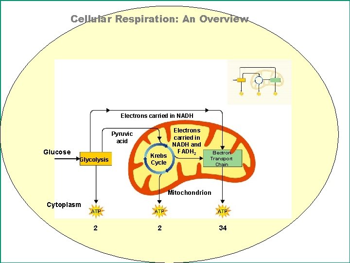 Cellular Respiration: An Overview Electrons carried in NADH Pyruvic acid Glucose Glycolysis Krebs Cycle