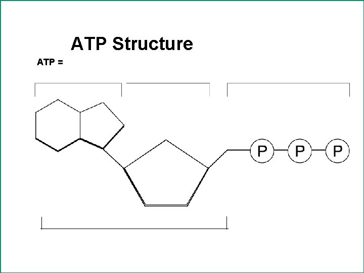 ATP Structure ATP = 