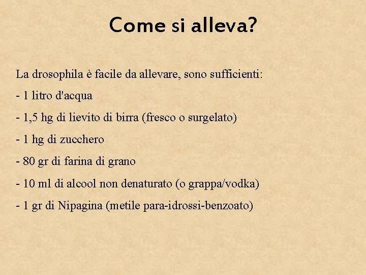 Come si alleva? La drosophila è facile da allevare, sono sufficienti: - 1 litro