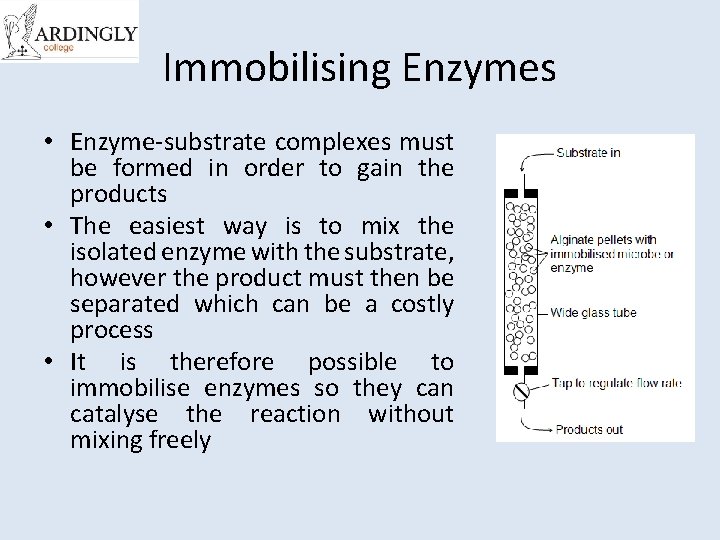 Immobilising Enzymes • Enzyme-substrate complexes must be formed in order to gain the products