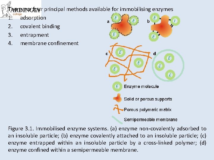 There are four principal methods available for immobilising enzymes 1. adsorption 2. covalent binding