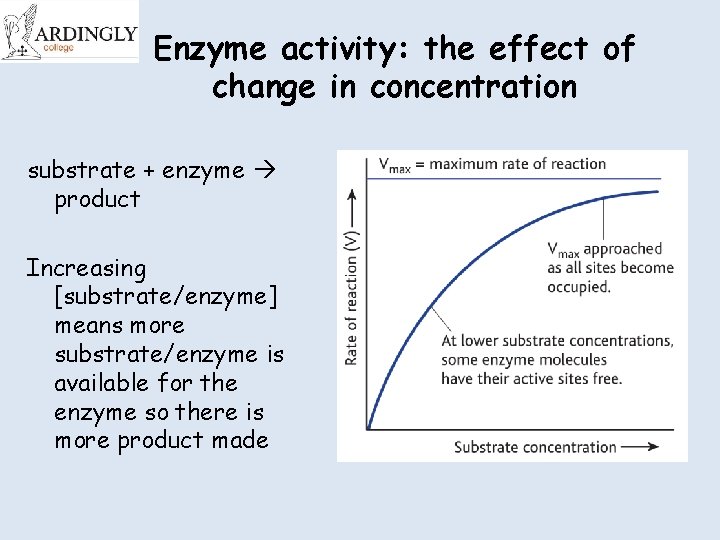 Enzyme activity: the effect of change in concentration substrate + enzyme product Increasing [substrate/enzyme]