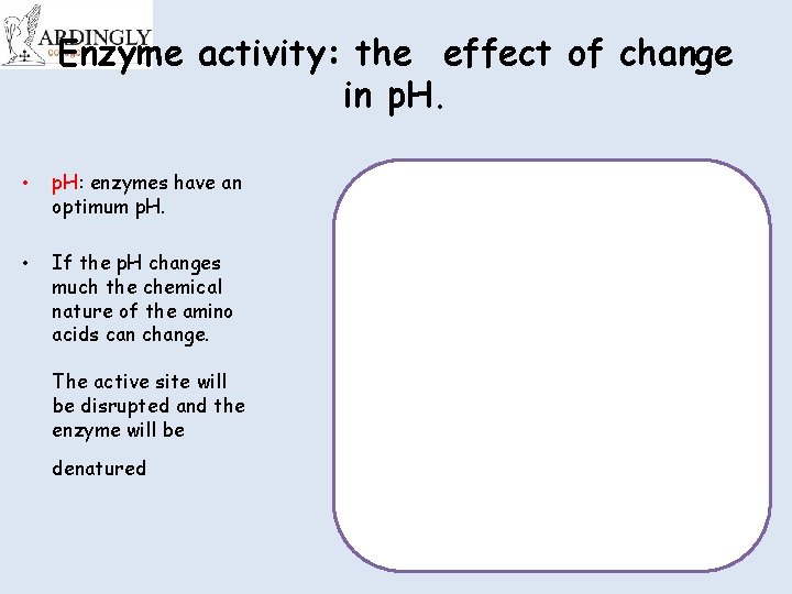 Enzyme activity: the effect of change in p. H. • p. H: enzymes have