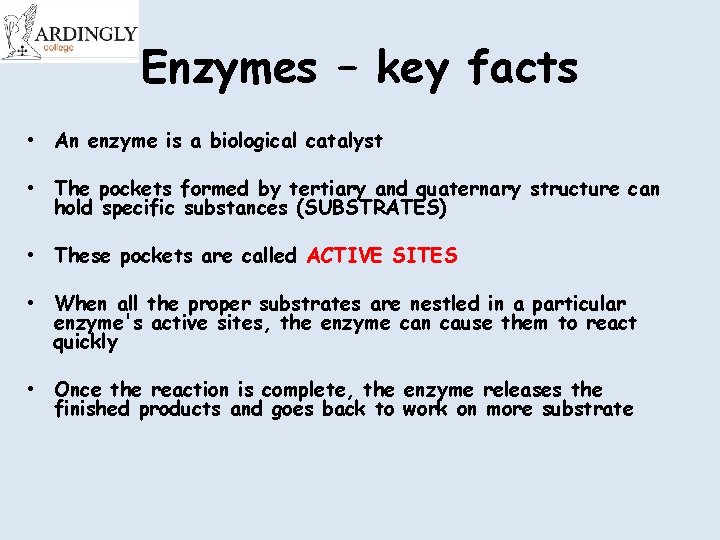Enzymes – key facts • An enzyme is a biological catalyst • The pockets