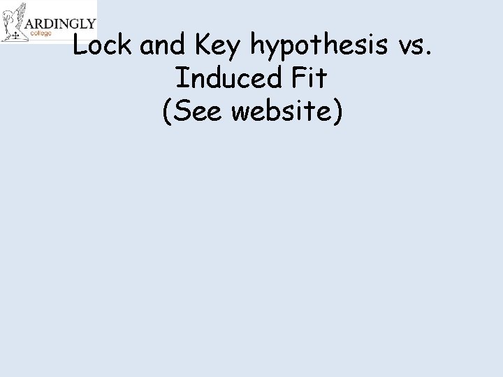 Lock and Key hypothesis vs. Induced Fit (See website) Lock and Key hypothesis vs. Induced Fit (See website)