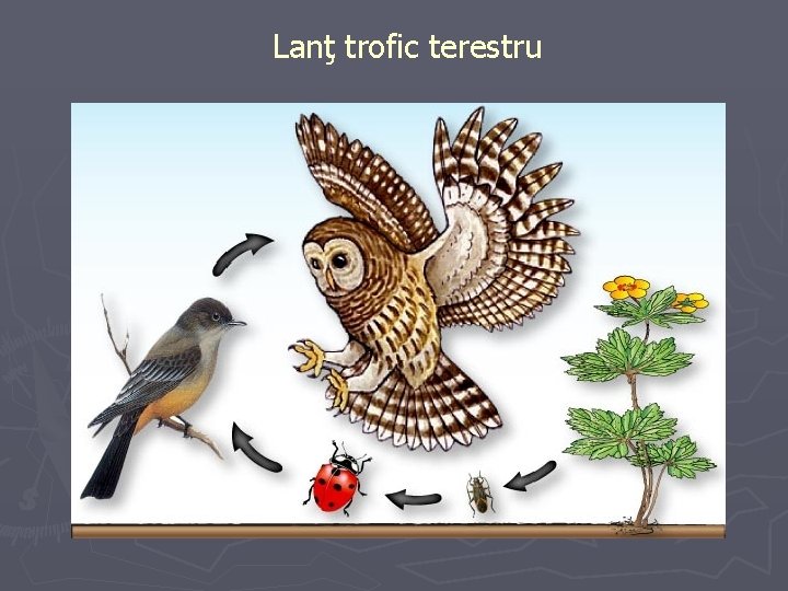 Lanţ trofic terestru 