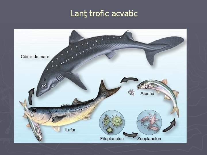 Lanţ trofic acvatic 
