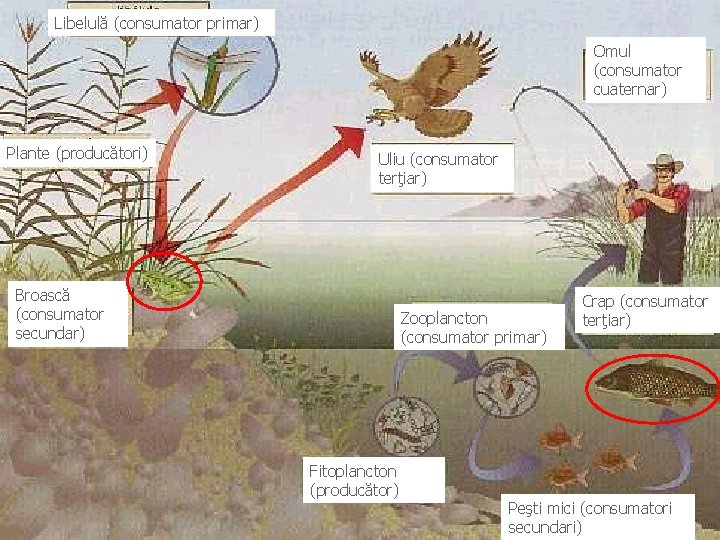 Libelulă (consumator primar) Omul (consumator cuaternar) Plante (producători) Uliu (consumator terţiar) Broască (consumator secundar)