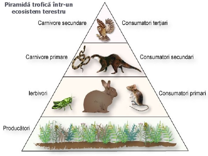 Piramidă trofică într-un ecosistem terestru 