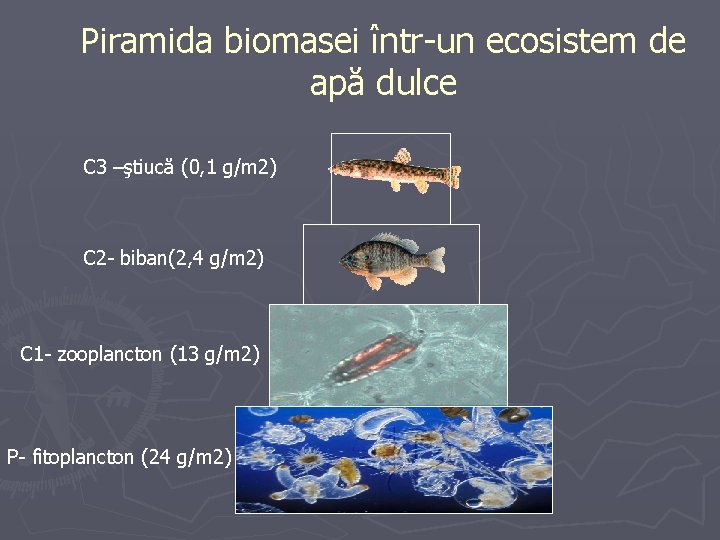 Piramida biomasei într-un ecosistem de apă dulce C 3 –ştiucă (0, 1 g/m 2)