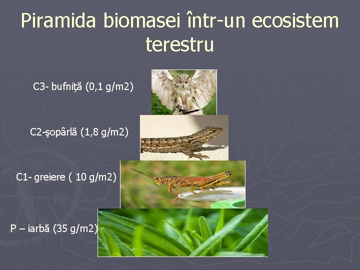 Piramida biomasei într-un ecosistem terestru C 3 - bufniţă (0, 1 g/m 2) C