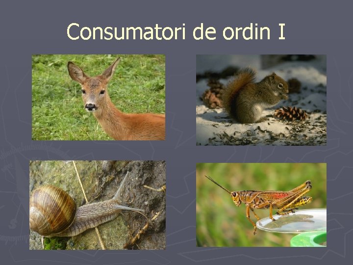 Consumatori de ordin I 