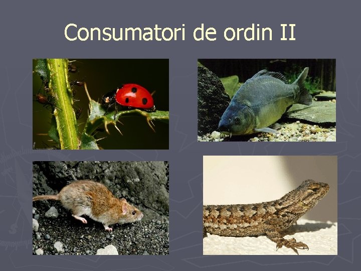 Consumatori de ordin II 
