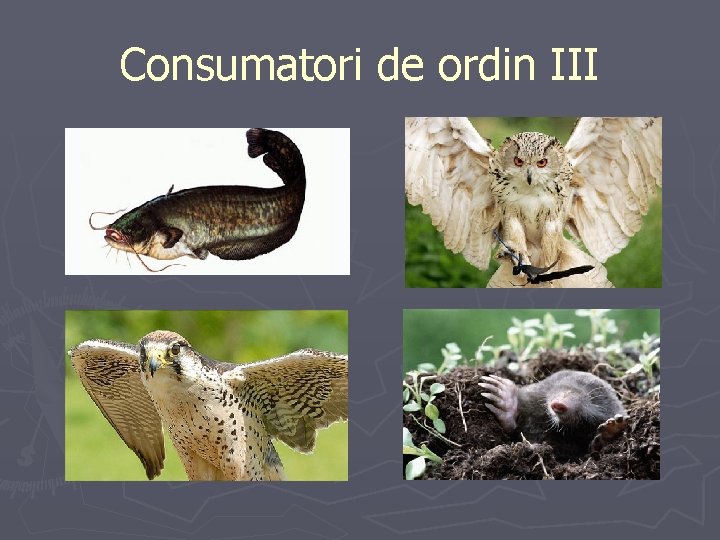 Consumatori de ordin III 