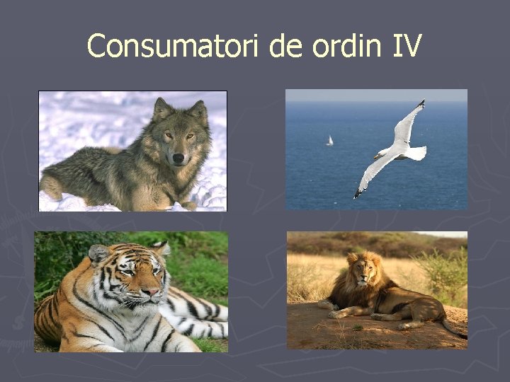 Consumatori de ordin IV 
