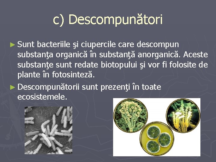 c) Descompunători ► Sunt bacteriile şi ciupercile care descompun substanţa organică în substanţă anorganică.