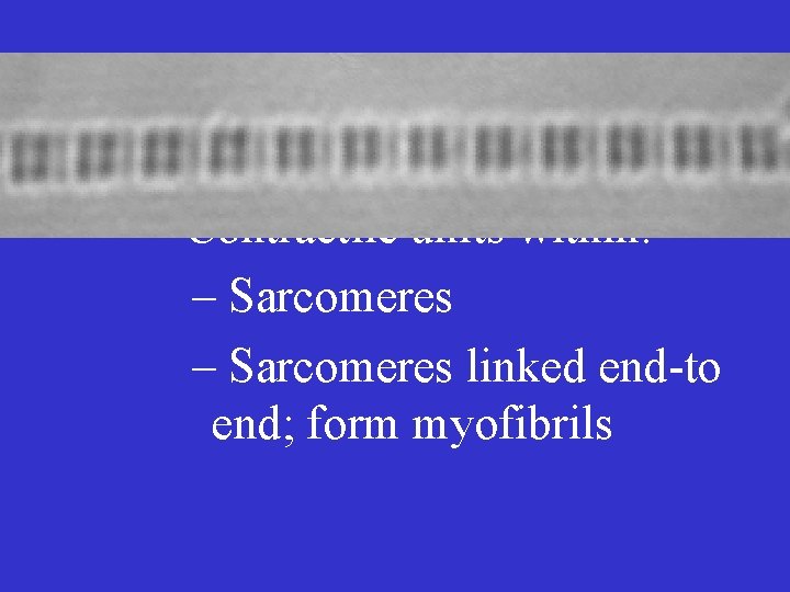  • Structure of Skeletal Muscles – Muscle fibers • Contractile units within: –