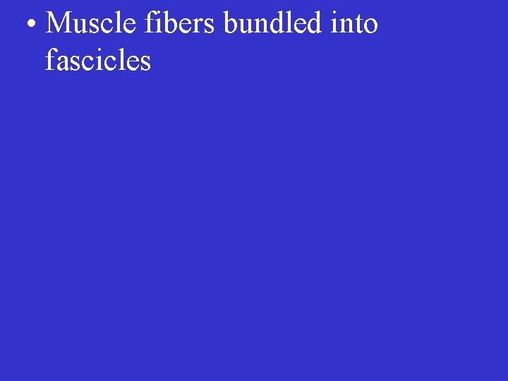  • Muscle fibers bundled into fascicles 