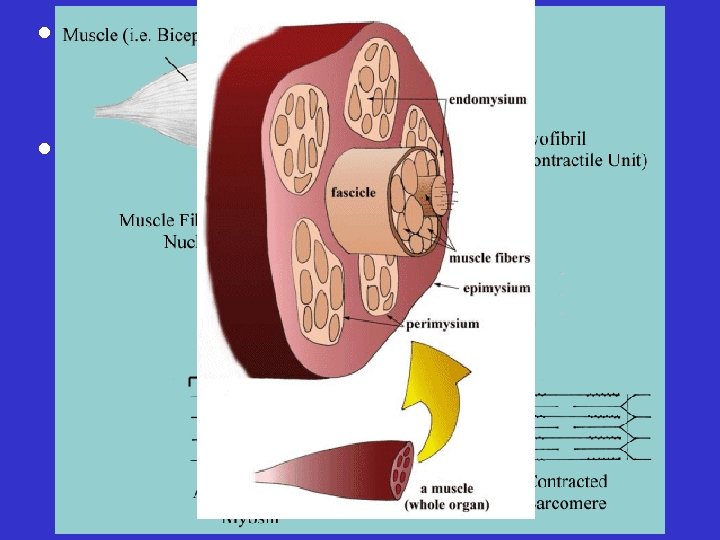  • Muscle fibers bundled into fascicles • Fascicles bundled to form the muscle