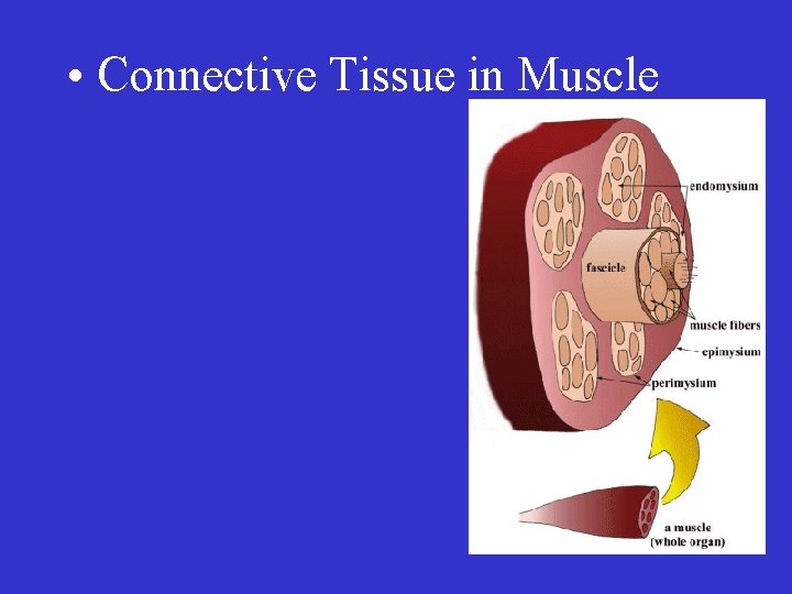  • Connective Tissue in Muscle 