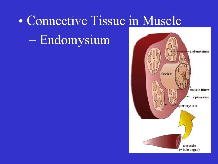  • Connective Tissue in Muscle – Endomysium 