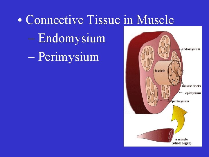  • Connective Tissue in Muscle – Endomysium – Perimysium 