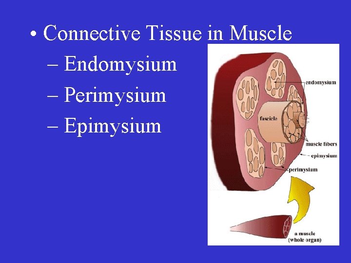  • Connective Tissue in Muscle – Endomysium – Perimysium – Epimysium 