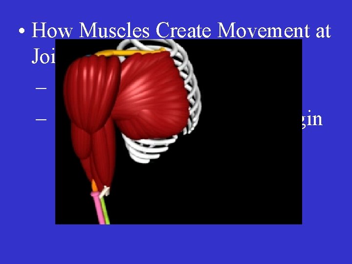  • How Muscles Create Movement at Joints – Muscles must cross joints –