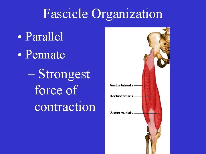 Fascicle Organization • Parallel • Pennate – Strongest force of contraction 