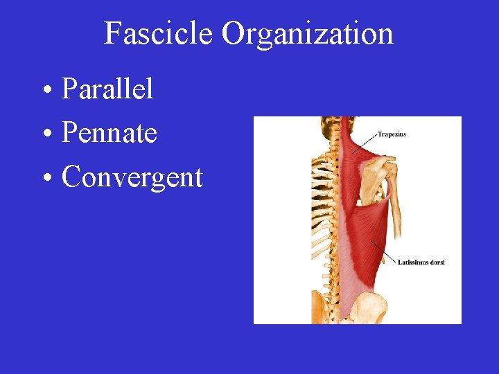 Fascicle Organization • Parallel • Pennate • Convergent 