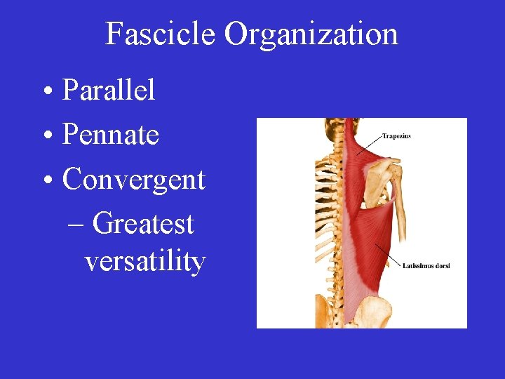  • Fascicle Organization • Parallel • Pennate • Convergent – Greatest versatility 