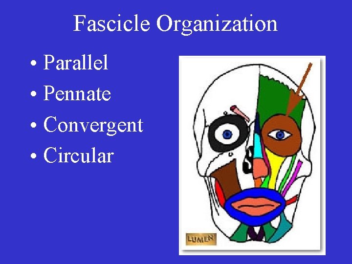  • Fascicle Organization • Parallel • Pennate • Convergent • Circular 