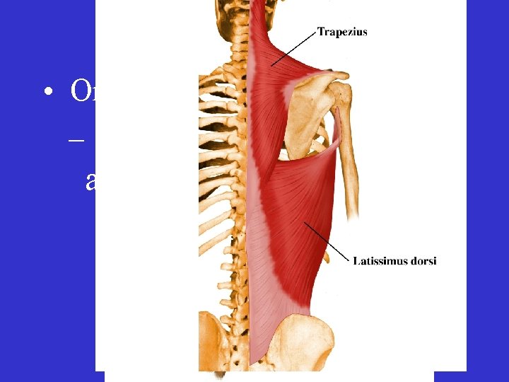 Muscular System • Organs – Muscles (includes tendons and aponeuroses) 