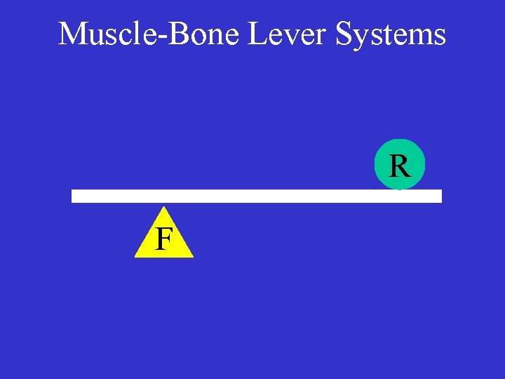 Muscle-Bone Lever Systems R F 