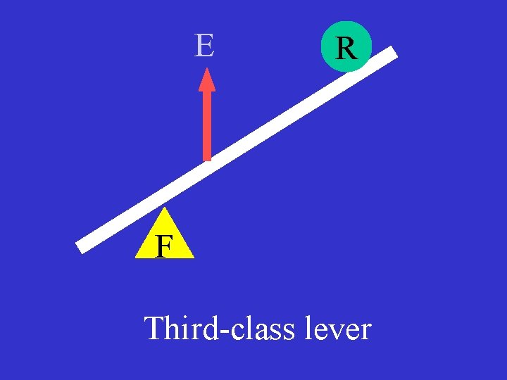 E R F Third-class lever 