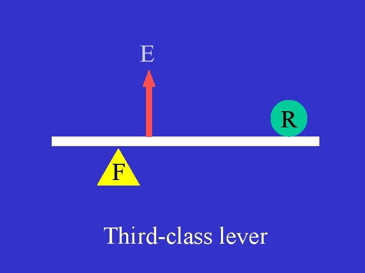 E R F Third-class lever 