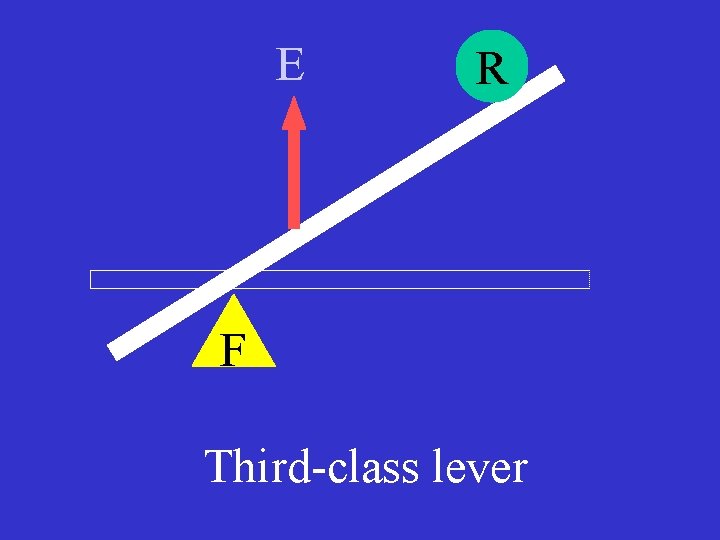 E R F Third-class lever 