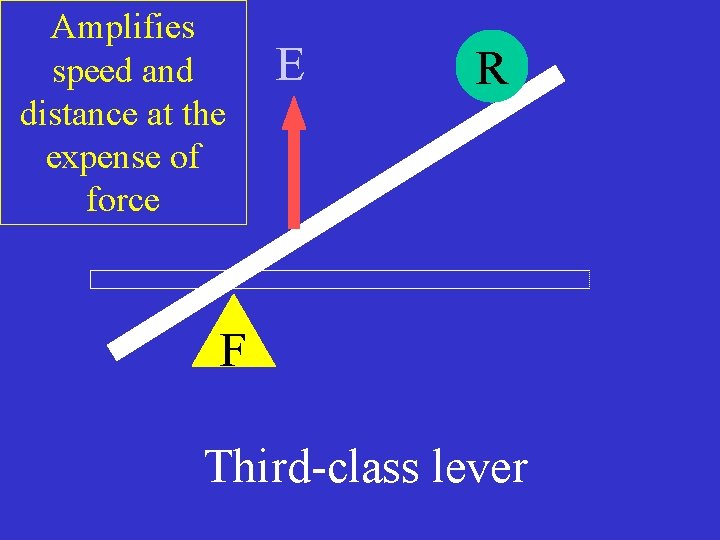 Amplifies speed and distance at the expense of force E R F Third-class lever