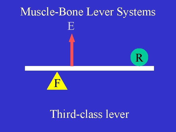 Muscle-Bone Lever Systems E R F Third-class lever 