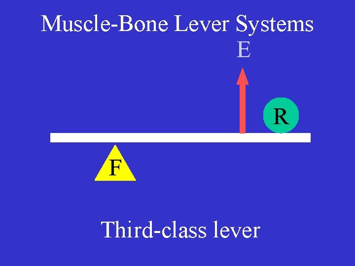 Muscle-Bone Lever Systems E R F Third-class lever 