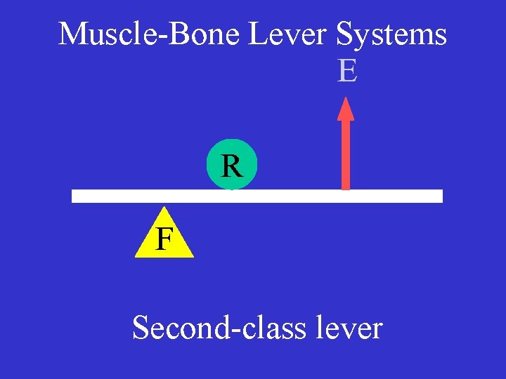 Muscle-Bone Lever Systems E R F Second-class lever 