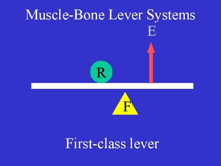 Muscle-Bone Lever Systems E R F First-class lever 