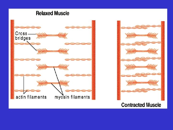  • Structure of Skeletal Muscles – Muscle fibers • Contractile units within: –