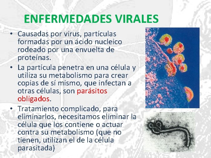 ENFERMEDADES VIRALES • Causadas por virus, partículas formadas por un ácido nucleico rodeado por