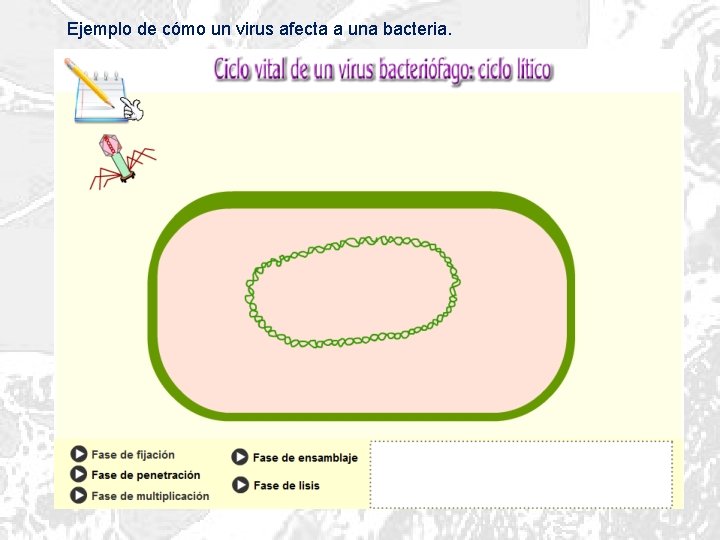 Ejemplo de cómo un virus afecta a una bacteria. 