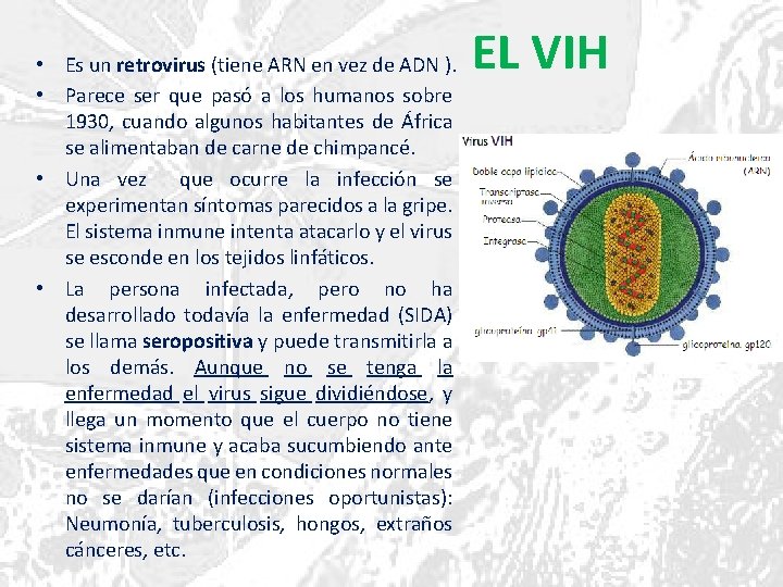  • Es un retrovirus (tiene ARN en vez de ADN ). • Parece