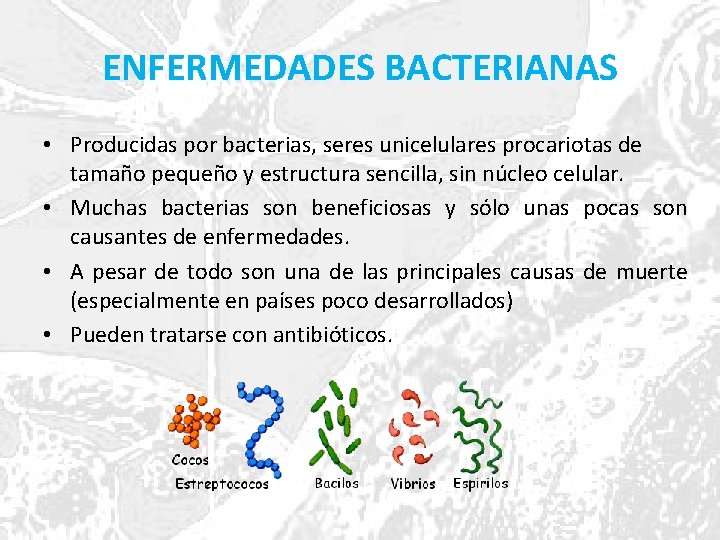 ENFERMEDADES BACTERIANAS • Producidas por bacterias, seres unicelulares procariotas de tamaño pequeño y estructura